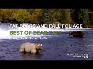 Fat Bears and Fall Foliage | Best of Bear Cam