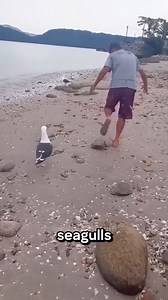 Funny seagulls #funny #seagulls #funnyanimal #birds #funnyvideo #seagull #foryou #fyp | Geographical Beauty