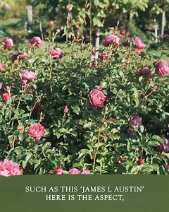 281 reactions · 30 shares | We often get asked ‘what are the top three things to consider when planting a rose?’ Here Steve our Head Gardener explains. Please comment below if you’re looking for other rose care advice, we’d love to help. | David Austin Roses | Facebook