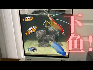 崔师傅的海缸终于下鱼了！【红海Nano Reefer】