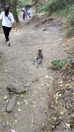 #balgeet #viralbandarma mapah #bandarmama #hindirhymes #bandarmamahindipoem #bandarmamaphnpjama