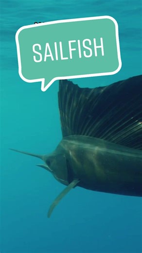 Top 10 Fastest Fish in the World