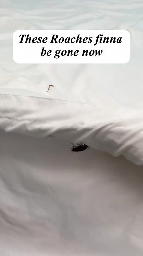 Effective Roach Control with Sniper Insect Spray