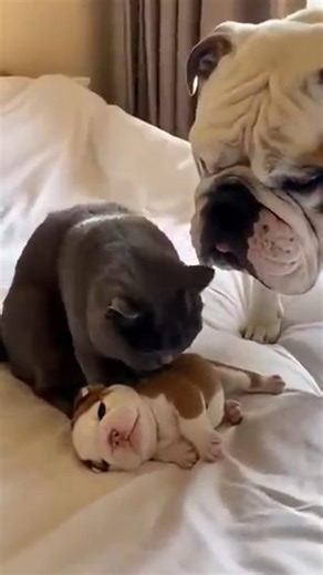 霸凌猫欺负小狗…直到英国斗牛犬妈妈出现！🐾🔥