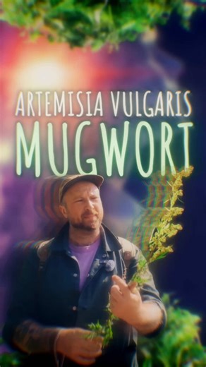Mugwort y sus efectos en los sueños