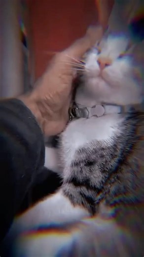 kitty #love #cat #play #cute