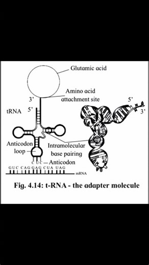 imp diagram for 12th biology. #BoardExam2026