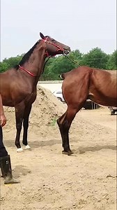 #mare #dressage #horseshow #horsebackriding #riding #horselife #horsesofinstagram #gelding | Couple Show