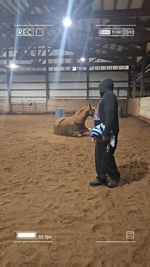 Even horses party and bust moves for treats..😂. #horses #dance #treats | Alvin Bo McCants