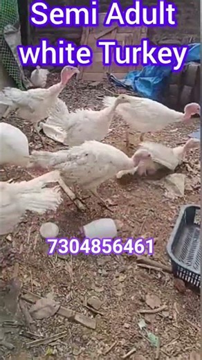 Semi Adult Turkey Available For Sale at Jilani Farm #shorts #jilanifarm