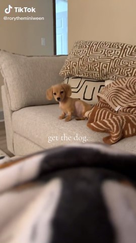 so worth it🤍#minidachshund #dachshund #minidachshundpuppy #dachshundsoftiktok #dachshundlife