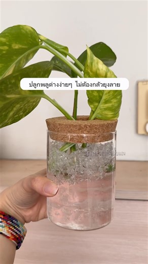 ปลูกพลูด่างในดินวิทยาศาสตร์ สวยเหมือนคริสตัล 💎 #แต่งบ้าน #จัดสวน #ดินวิทยาศาสตร์ #HomeDecor
