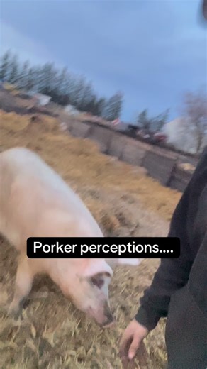 Why do they thrive? They have a choice…. Fermented grains, straw, silage, leafy forage, wood chips, green feed and of course half fermented parts of all of the above. It’s interesting observing them decide and graze based on what is best for them, rather than a prescribed diet built at a processing manufacturing plant. It’s unparalleled for a reason. #unparalleledpork #truebiology #compostextract #soilhealth #whatsinyourbucket | ZS Farms