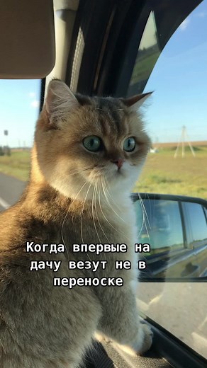 Calm Cat Enjoying Scenic Countryside View
