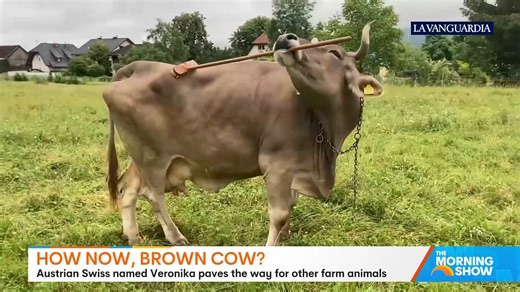 8K views · 98 reactions | Veronica, an Austrian Swiss brown cow, has demonstrated tool-use behaviour by manoeuvring sticks and brooms to scratch specific areas on her back. Researchers studying her behaviour after her owner's observation are now reconsidering the cognitive capabilities of cows. This discovery suggests bovines may possess greater intelligence than previously understood by experts. | The Morning Show | Facebook