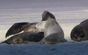 《Wildlife》WIN7自带野生动物视频