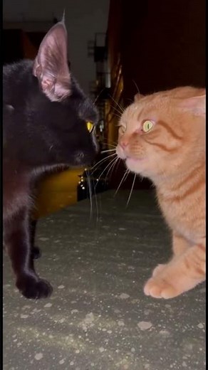 Savage Cat Fight on Wall, Goes Viral 🐾🔥 #mamacat #cute #mothercat #viral #catlovers