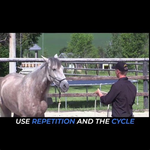 Horse Training: Master Gaits with Repetition & Calm #shorts
