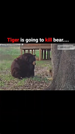 The greatest friendship of tiger_ #lions #african #tiger #humans #wildlife