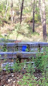 Mountain beekeeping: serene apiary in forest clearing. Traditional beekeeping practices, rural mountain life showcased. Beekeeping harmony, capturing essence of mountain rural lifestyle