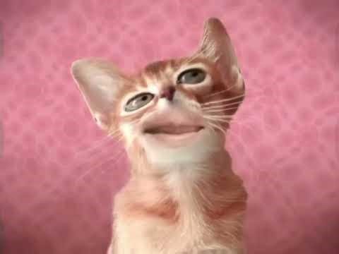 ANIMATED SPOOF MUSIC VIDEO NUMA CAT SUPER DUPER HIGH PITCHED