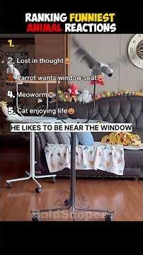 Ranking Funniest Animal Reactions PART 2