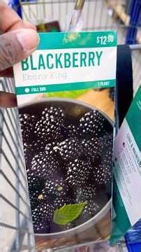 BigBox Store #globalgardencommunity