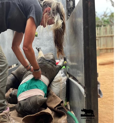 Did you know Care for Wild Rhino Sanctuary has rescued 108 orphaned or injured rhinos? Our goal for every rhino remains the same. To support them through a thorough rehabilitation program in preparation for a successful rewilding and release back into their natural, protected ecosystem to enable the survival of the species. | Care for Wild Rhino Sanctuary