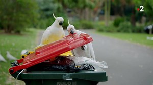 697K views · 8.1K reactions | Et pourtant, on les croyait inoffensifs...  | France tv | Facebook