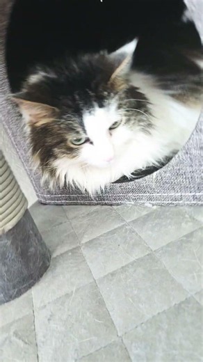 # loaf
