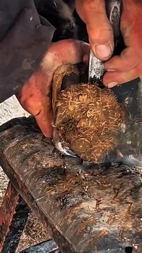 Ever seen a donkey hoof transformation? 🫏✨ This overgrown mess was overdue for some TLC. Watch the layers peel away like wood shavings #hoovescleaninig #hooves #animalcare #animaltok #donkeylove