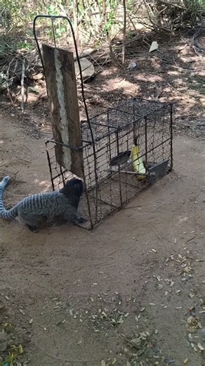 Impossible Choice: Monkey vs Trap