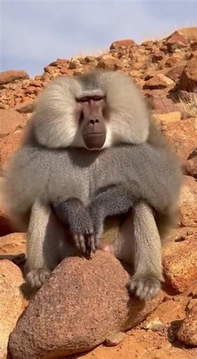 Hear the epic power of a baboon's loud bark grunt echoing through the rocky hills. The coarse grey mane flares in the desert wind as dust and sand swirl around, capturing the raw power of nature. Experience the wild atmosphere where each call resonates across the stony landscape. 🔗 Follow for more animal sounds: TikTok: http://tiktok.com/@animalsoundearth Instagram: https://www.instagram.com/@animalsoundearth YouTube: https://www.youtube.com/@AnimalSoundEarth #BaboonSound #WildlifeVibes #Animal