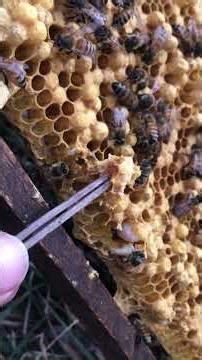 Managing Queen Cells for Strong Bee Colonies 🐝 #shorts