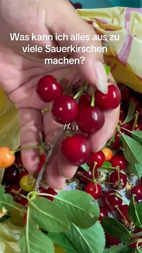 Sauerkirschen 🍒 was ich alles daraus machen kann? #sauerkirsch #ernten #sauerkirschverarbeiten