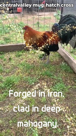 Forged in iron, clad in deep mahogany. #farmtour #heritagebreeds #rooster #chicken