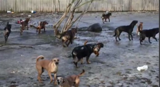 Animal advocates warn hoarding, neglect cases in Michigan are overwhelming rescue shelters