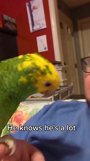 Merlin The Amazon Parrot on TikTok