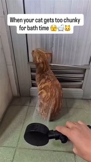 Cat farm on Instagram: "Orange Xiaowu has officially leveled up in size 😂💦 Bath time is turning into a full workout session — he just sits there like a fluffy loaf of bread! 🍞🐾 But at least he’s being obedient today (sort of 😅). #CatsConfusedBehavior #CatTakesABathObediently #OrangeCat #ForcedCatToOpenBusiness #RecordCatsDailyLife ChonkyCat BathTimeDrama CatLover CutierStore"