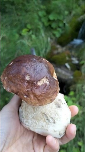 山で採ってきたポルチーニ茸、最高の状態!早速お料理します😋フル動画はこちらから→https://youtu.be/ND_d5E-KEe8 ＃ポルチーニ #イタリア生活