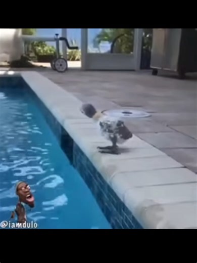 ‏Day 6 of Flotation Device Bird #daily #bird