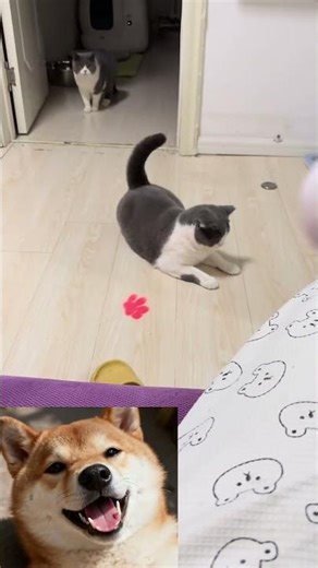 宠物快乐星球！Cat playing with a ball