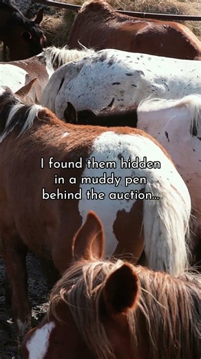 These mustangs are just ghosts of the majestic animals, they are meant to be… we hope to save them