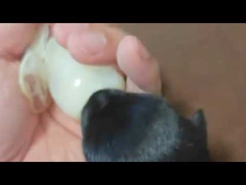 Hilarious Absurd Meme Compilation | Funny Skits & Crazy Moments