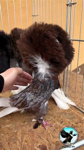 Jacobin pigeon ,Parukář,Colombo cappuccino,Golub periker, Fancy pigeons,