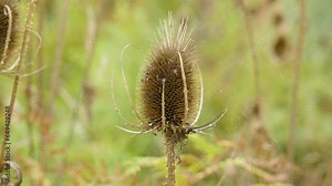 Dry wild Teasel (Dipsacus fullonum) flower head close up in nature Stock Video