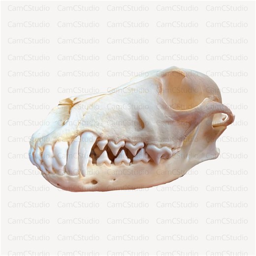 3D Printing Coyote Skull STL File - 3D Scan + OBJ + GLB - Decoration (digital Download) - Etsy