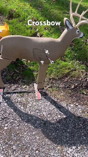 Compound vs Recurve vs Crossbow vs Throwing Knives