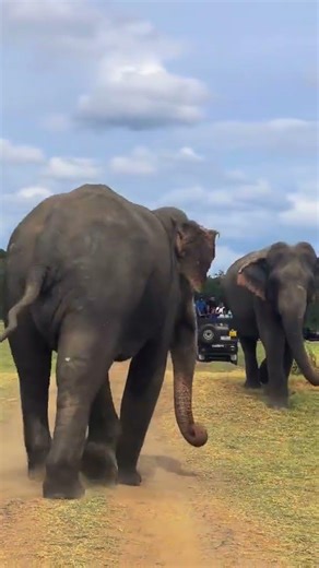 අලි දෙන්නාගේ වලිනම් වලි #elephant #animals #wildlife 🐘🐘🐘🐘🐘🐘🐘🐘🐘🐘🐘🦏🦏🦏🐘🐘🐘