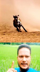 #python #hyena #buffalo #reels #animals | Mohammed Ariful Islam